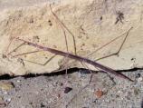 Walking Stick Insect