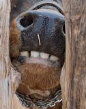 Nose