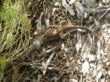 Leopard Lizard