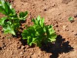 Parsnips