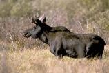 Moose
