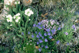 Alpine Wildflowers
