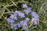 Alpine Forget-Me-Not