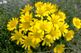 Sunflower Wooly Actinea