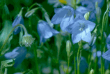 Mountain Harebell