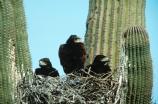 A unique Sonoran Desert species, the Harris Hawk (Parabuteo unicinctus) is known for its pack hunting and stunning plumage.