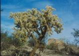 The Jumping or Chain-Fruit Cholla (Cylindropuntia fulgida) is a very common -- and often encountered -- cactus at Saguaro