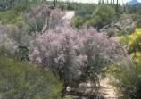 The Ironwood is one of the Sonoran Desert's most beautiful trees, especially when coverd with lilac-colored blossoms in May.