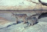 Pair of Bobcats (Lynx rufus) at Madrona Pools, a perennial water source in the Park's back-country