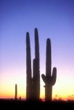 Saguaro silhouettes stand before the glow of a peerless Arizona sunset