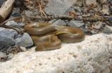 Northern Rubber Boa