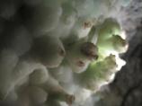 Aragonite
