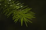 Douglas Fir needles