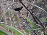 These birds are often spoted in Tavasci Marsh at Tuzigoot. This male was showing off his beautiful coloring and singing for us.