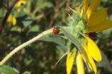 This ladybug was spotted on a sunflower near Tavasci Marsh. They are beneficial insects, eating pest insects to help plants grow.