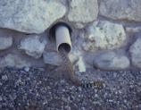 This snake is entering one of the cool drain pipes at Tuzigoot. You can see paint markings on its tail; these identify the snake for researchers who take information and then track snakes at both Tuzigoot and Montezuma Castle National Monuments.