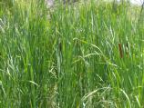 These cat tails growing in Tavasci Marsh are yet another sign of Spring. During the winter the previous year's growth turns dead and brown, but in the Spring the new cat tails pop up and provide cover and food for animals.