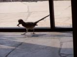 Roadrunner