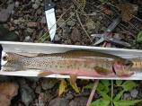 Westslope Cutthroat Trout