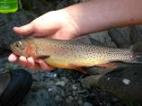 Trout being held near a park stream.