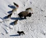 Mollie's wolf pack surronding bison in Pelican Valley