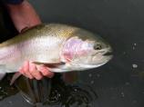 Rainbow Trout
