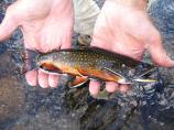 Brook trout