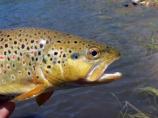 Brown trout