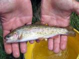 Hybrid trout