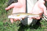 Close up of Arctic grayling