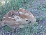 Fawn resting near Fossil Hills Trail