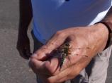 Dragonflies can fly at speeds of 30 miles an hour or more. This allows them to go between islands in a matter of minutes.