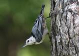 2011 Grand Champion / First Place Wildlife
White Breasted Nuthatch