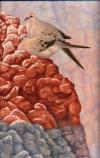 Photo of Betsy Popp's artist in residence submission, Morning Doves in Pastel