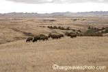 Bison in Sage Creek Wilderness Area