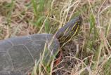 Close up photo of a Badlands Western Painted Turtle
