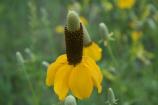 The drooping petals of the yellow prairie coneflower can be seen from June through September.