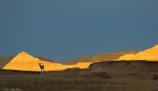 A mule deer at sunset in the Badlands