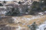 A deer browses at Cliff Shelf in a fresh dusting of snow.