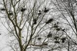 Great blue heron nests in the trees at Bath Rd Heronry