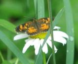 Pearl crescent, Phyciodes tharos tharos, flies in May, July, and August. Most common in open areas.