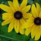 Prairie flower