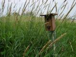 Bluebird house #4 is part of effort to restore breeding populations of bluebirds to the tallgrass prairie.