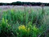 Wildflowers blooming on the praire, late summer.