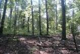 Fuel build up on North Mountain before prescribed burn.