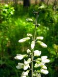another common name is White Wild Indigo