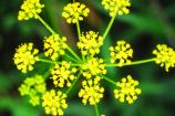 Golden Alexanders growing in the Dunes.