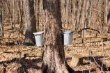 Collection buckets are hung from spiles drilled into maple trees for sap