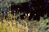 Picture of plants in Pinhook Bog.
