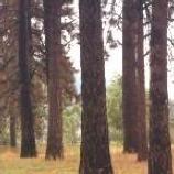 Stand of Trees